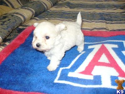 Bichon Frise Puppies